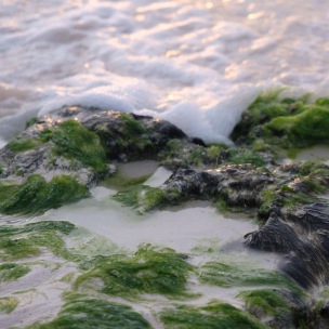 foamy water & algae